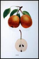 The Pears of New York