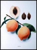The Peaches of New York