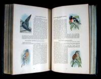 "Fifty Common Birds of Farm and Orchard" in National Geographic Magazine