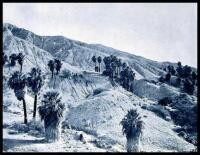 The Silva of California