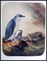 The Book of Birds: Five centuries of bird illustration