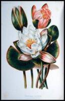 The Native Flowers and Ferns of the United States in Their Botanical, Horticultural, and Popular Aspects