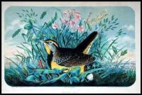 Wild Scenes and Song-Birds