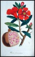 Flora Medica: Containing Coloured Delineations of the Various Medicinal Plants Admitted into the London, Edinburgh, and Dublin Pharmacop&oelig;ias; With Their Natural History, Botanical Descriptions, Medical and Chemical Properties, &c...Together with a Concise