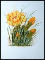 Wild Flowers of the Rocky Mountains. Originally Published under the Title of Wild Flowers of Colorado. With Original Water Color Sketches Drawn from Nature
