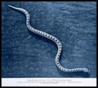 The Reptiles of Western North America: An Account of the Species Known to Inhabit California and Oregon, Washington, Idaho, Utah, Nevada, Arizona, British Columbia, Sonora and Lower California