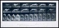 Animal Locomotion: An Electro-Photographic Investigation of Consecutive Phases of Animal Movements. 1872-1885