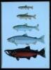 The Salmon