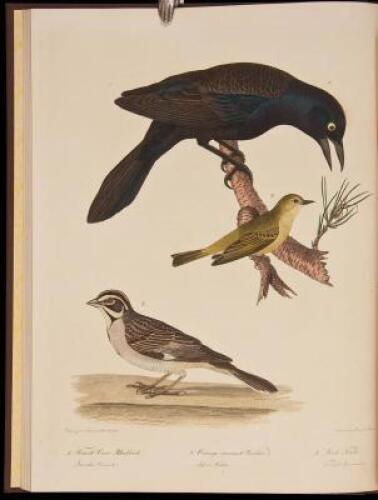 American Ornithology; Or, The Natural History of Birds Inhabiting the United States, Not Given by Wilson. Volumes 1 through 3