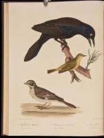 American Ornithology; Or, The Natural History of Birds Inhabiting the United States, Not Given by Wilson. Volumes 1 through 3