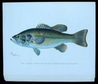Porfolio for the Seventh Report, Forest, Fish and Game Commission of the Fish and Game of the State of New York