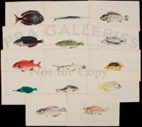 Thirteen watercolors of Hawaiian fishes