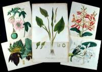 Hand-Colored Botanical Prints
