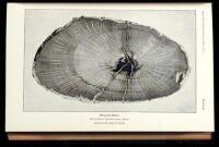 Five offprints, etc., on gems published by the Smithsonian Institution, bound together