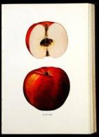The Apples of New York