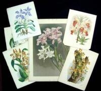 24 Color Lithograph Plates of Orchids