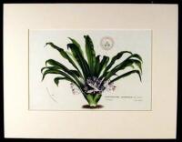 16 French Prints from Westcott & Knowles "Floral Cabinet"