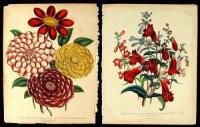 11 Hand-Colored Lithograph Plates