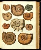 Illustrations of the Fossil Conchology of Great Britian and Ireland, with Descriptions and Localities of All the Species