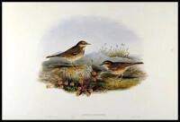 Anthus Pratensis