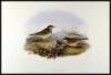 Anthus Pratensis
