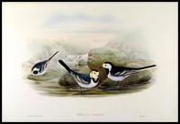 Motacilla Yarrelli