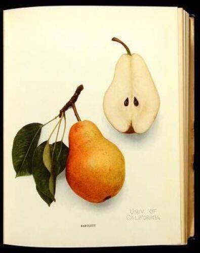 The Pears of New York