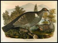 Richardson's Grouse, Tetrao Richardson