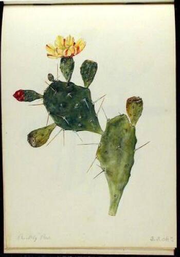 Artist's sketchbook with 37 original watercolors of South African flowers