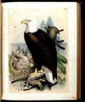 Studer's Popular Ornithology. The Birds of North America: Drawn and Colored from Life by Theodore Jasper, M.D