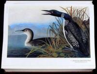 Audubon's Birds of America