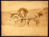 Albumen photograph of a man (likely a Mexican) in a mule-drawn buggy carrying barrels