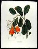 Three chromoligraphed plates of branches with leaves and fruit or nuts