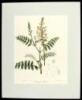 17 hand-colored lithographed plates of flowers and plants