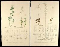 Two Color Lithographed Plates of Orchids