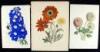 18 hand-colored lithographed botanical plates