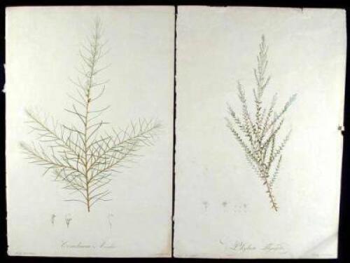 Two hand-colored stipple engravings