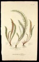 Polpodium (Nutans.A; Mollicomum.B; Furcatum.C)