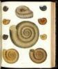 Illustrations of the Fossil Conchology of Great Britian and Ireland, with Descriptions and Localities of All the Species