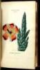 The Classes and Orders of the Linn&aelig;an System of Botany. Illustrated by Select Specimens of Foreign and Indiginous Plants