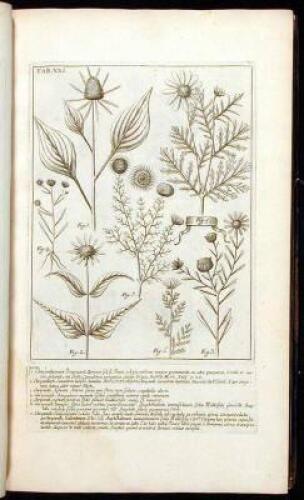 Phytographia, Sive Stirpium Illustriorum & minus cognitarum Icones....