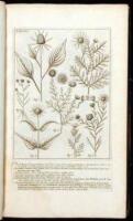Phytographia, Sive Stirpium Illustriorum & minus cognitarum Icones....