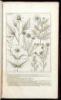 Phytographia, Sive Stirpium Illustriorum & minus cognitarum Icones....