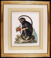 Hand-colored copper engraving of a Black Monkey