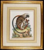 Hand-colored copper engraving of a Lion Monkey
