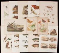 Seventy-five natural history color plates
