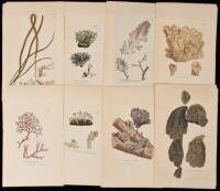 English Botany; or, Coloured Figures of British Plants, with their Essential Characters, Synonyms, and Places of Growth - over 120 hand-colored engraved plates from the book, plus much of the accompanying text