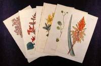 Lot of 9 hand-colored copper-engraved botanical prints