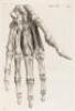 Historia Musculorum Hominis. - 3
