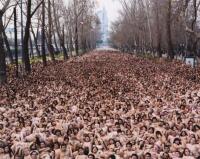 Nude Gathering - Santiago, Chile